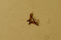Zygaena transalpina