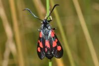 Zygaena trifolii