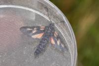 Zygaena trifolii