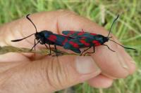 Zygaena filipendulae