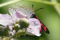 Zygaena transalpina