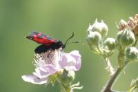 Zygaena transalpina