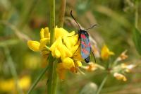 Zygaena filipendulae