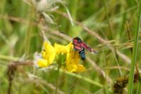 Zygaena filipendulae