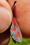 Zygaena loti