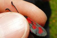 Zygaena loti