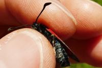 Zygaena loti
