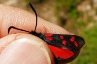 Zygaena transalpina hippocrepidis