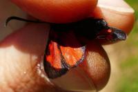 Zygaena transalpina hippocrepidis