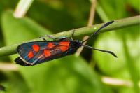 Zygaena transalpina hippocrepidis
