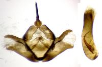Adscita statices