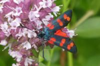 Zygaena filipendulae