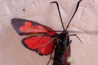 Zygaena transalpina