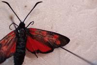 Zygaena transalpina