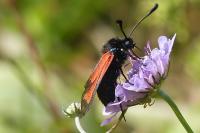 Zygaena erythrus actae