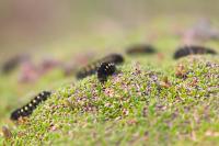 Zygaena exulans