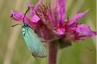 Jordanita globulariae