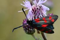 Zygaena filipendulae