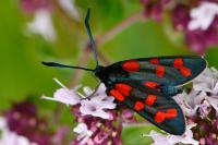 Zygaena transalpina