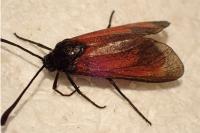 Zygaena erythrus actae
