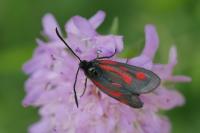 Zygaena romeo