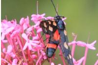 Zygaena ephialtes