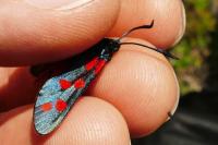 Zygaena filipendulae