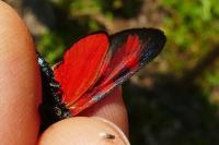 Zygaena filipendulae