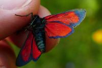 Zygaena transalpina hippocrepidis