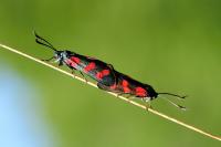 Zygaena filipendulae
