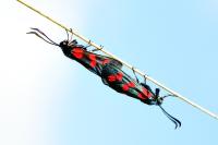 Zygaena filipendulae