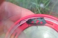 Zygaena trifolii