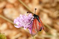 Zygaena erythrus actae