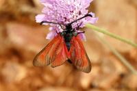 Zygaena erythrus actae