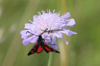 Zygaena trifolii