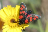 Zygaena carniolica