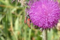 Zygaena loti