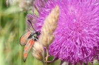 Zygaena loti