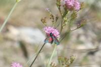 Zygaena lonicerae