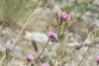 Zygaena lonicerae