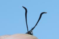 Zygaena filipendulae