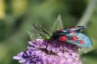 Zygaena