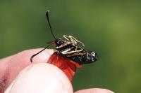 Zygaena loti