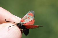Zygaena loti