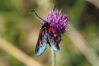 Zygaena