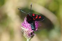 Zygaena