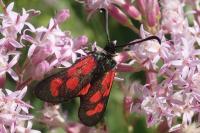 Zygaena loti