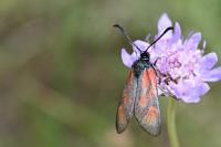 Zygaena loti