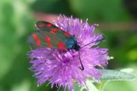 Zygaena filipendulae
