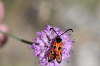 Zygaena hilaris chrysophaea